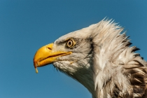 Bald Eagle close up portrait against blue sky