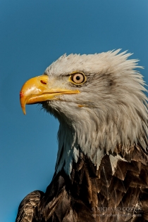 Bald Eagle close up portrait against blue sky
