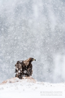 Golden Eagle in the wild