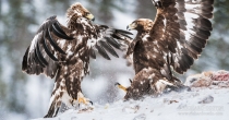 Fighting Golden Eagle in the wild