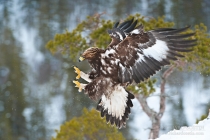 Golden Eagle coming into land on prey