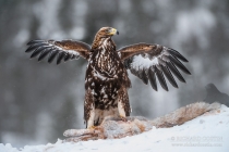 Golden Eagle with wings spread