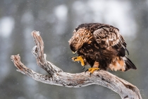 Wild Golden Eagle showing large talons