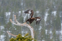 Golden Eagle in the wild