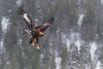 Golden Eagle coming into land on prey