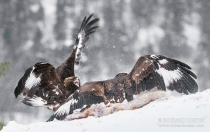 Fighting Golden Eagle in the wild