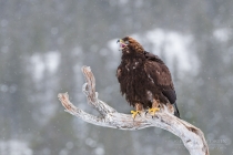 Golden Eagle in the wild
