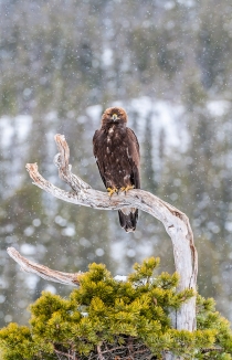 Golden Eagle Perched
