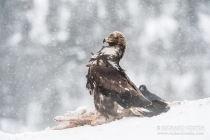 Golden Eagle in the wild