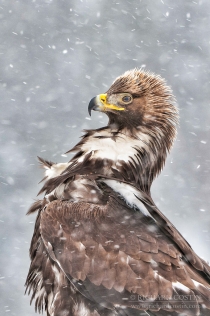 Golden Eagle in the wild