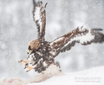 Golden Eagle coming into land