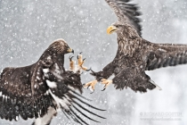 Golden & White Tailed Eagles fighting over prey