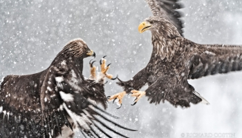Golden & White Tailed Eagles fighting over prey Golden & White Tailed Eagles fighting over prey