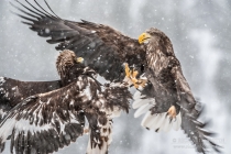 Golden & White Tailed Eagles fighting over prey