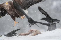 White Tailed Eagle defending food