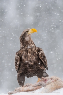 Wild White Tailed Eagle