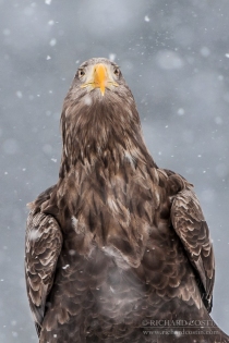 Wild White Tailed Eagle