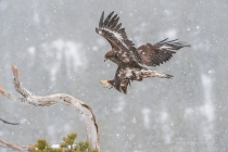 Golden Eagle coming into land on prey