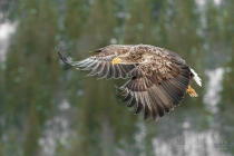 Golden Eagle in the wild
