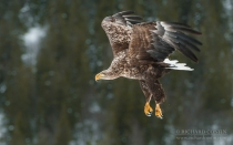 Golden Eagle in the wild