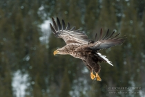 Golden Eagle in the wild