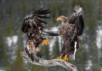Golden & White Tailed Eagles fighting over prey