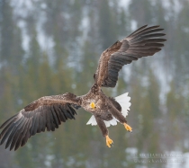 Golden Eagle in the wild