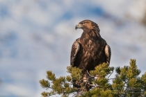Wild White Tailed Eagle
