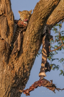 Leopard in tree with Zebra kill