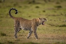 Leopard walking and yawning