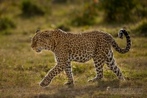 Backlit Leopard walking on track