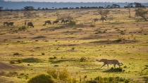 Leopard walking on the plains in the late afternoon