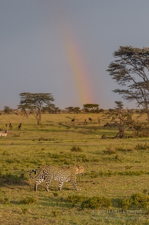 Leopard walking with rainbow against the plains
