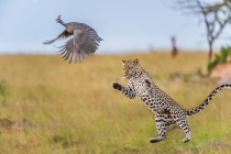 Leopard Jumping Towards Guineafowl