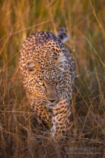 Leopard walking through long grass