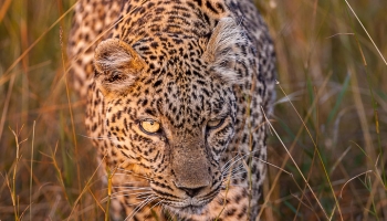 Leopard walking through long grass Leopard walking through long grass