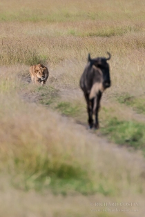 Lioness stalking Wildebeest along a track