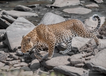 Large muscular Leopard walking over rocks