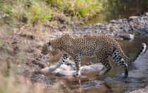 Leopard crossing a small stream