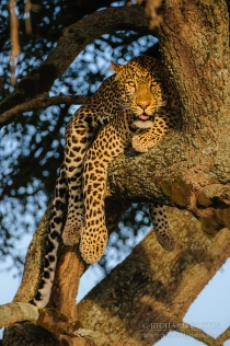 Leopard resting in a tree looking to camera in warm evening light