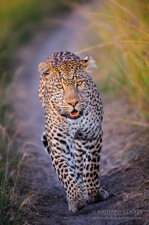 Leopard walking towards camera along a track in warm evening light, eye contact