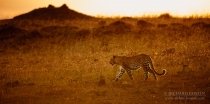 Leopard walking on the Mara plains backlit by warm evening light