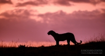 Leopard silhouetted by cool evening light on a hill top