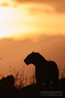 Leopard silhouetted by warm evening light on a hill top