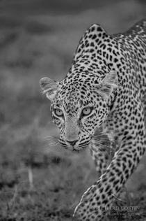 Leopard named Acacia walking on green grass with back hunched