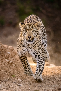 Leopard running strait towards camera