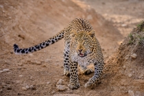 Leopard running towards camera with tail counterbalancing body