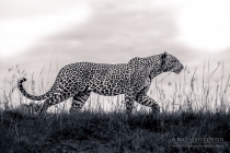 Leopard Pose