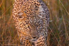 Leopard walking through long grass