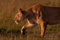 African Lion in the Masai Mara